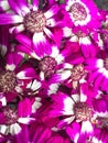 Pericallis hybrida, Cineraria Royalty Free Stock Photo